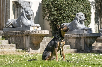 Morso Hondenriem Verstelbaar Gerecycled Full Metal Dog Bruin 75-230X1,5 Cm 1-4 Kg
